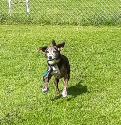 Ä schwungvolli Sach!