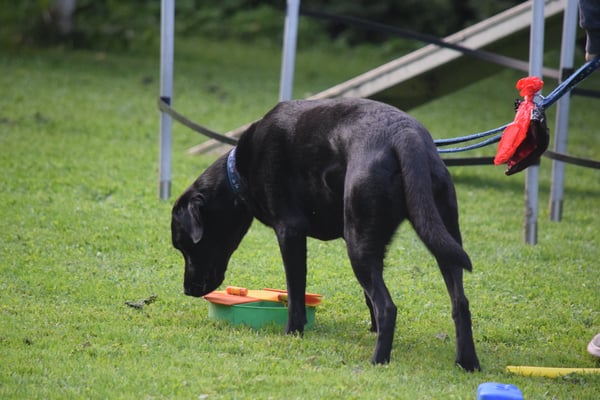 Wie chum i bloss an das Gutzi ane?