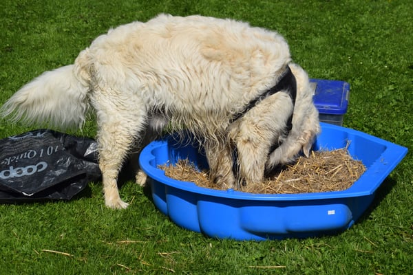 ...Gfunde! I glaubs ämel...
