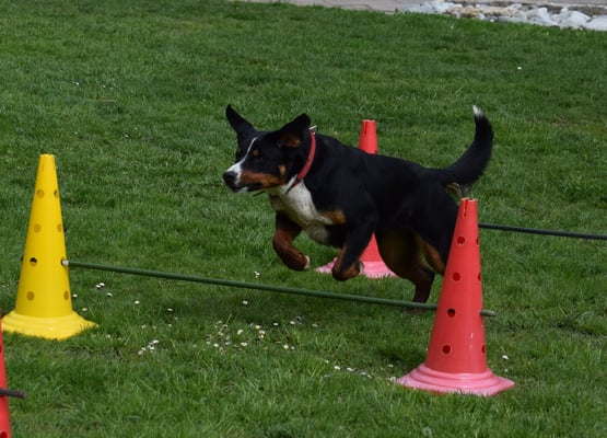 ... und ab über d Sprüng!