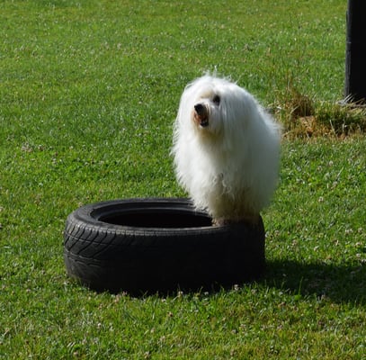 Steh uf dem Pneu in Perfektion...