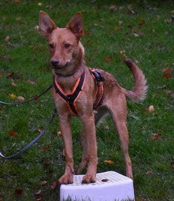 und no einisch Stepp