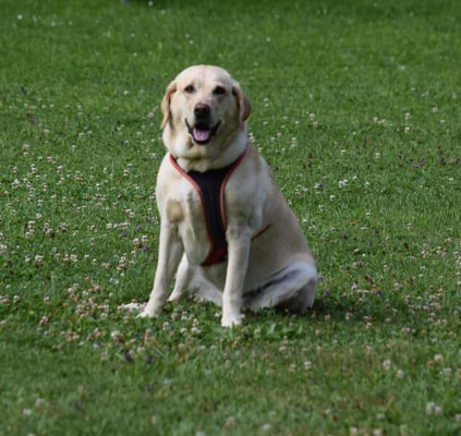 Klar, das mache mer!