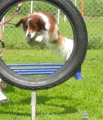 Juhuii! ändlich wieder Hundeschule! Nur Fliege isch no schöner!