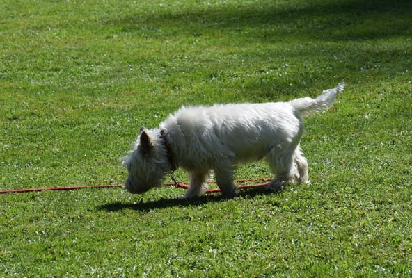 Dr Magg het eus wieder mol bsuecht!!!