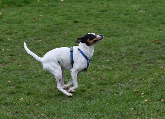 Und no bitz meh Gas geh!