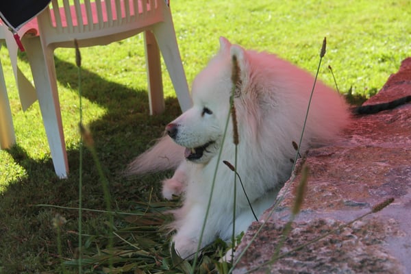 Urchin hat seinen Platz gefunden im Schatten