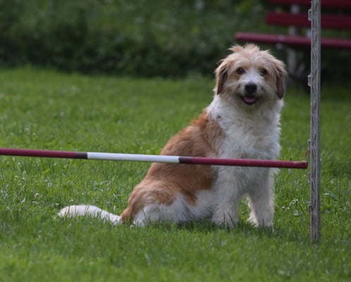 Dörf i scho starte?