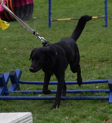 Schön drüber laufe