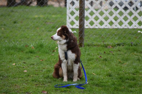 Warte, bis s Gutzi gleit ist...