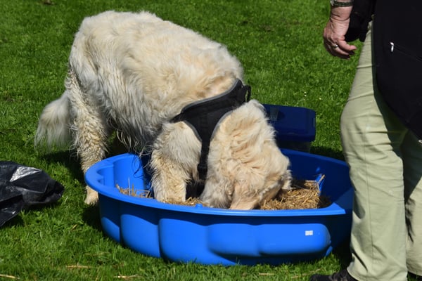 Ehm, jo, i schmecks Gutzi im WC-Rölleli, es goht aber no ä chline Momänt...