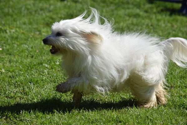 Rückruef wird ohne Problem usgfüehrt