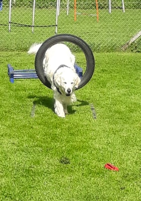 Und Hopp durch dr Lolli ...