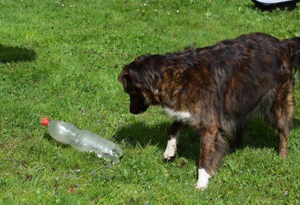 Stups und d Fläsche gheit um