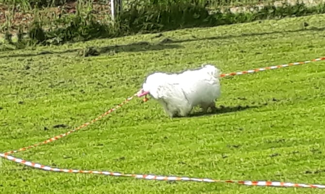 ... Und wie dr Wind zrugg