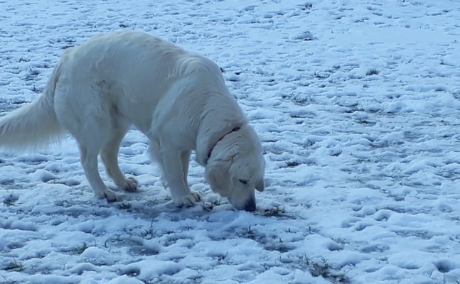 Hmmmmm, i find s gar nicht rächt use...