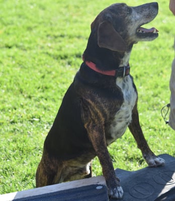 Stepp und laufe? Kei Problem!