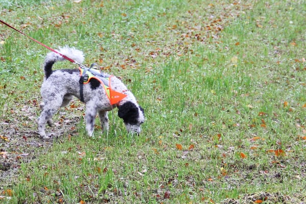 Und z letscht no dr Zorro - Cooli Arbet!