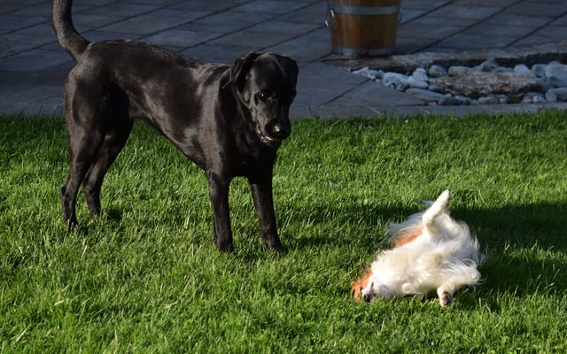 Hä, was isch denn mit dir???