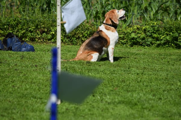 Und ufmerksam im Sitz. Was goht witer?