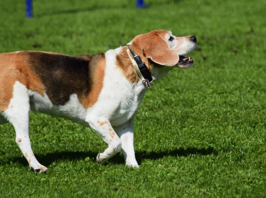 ... bechum i au es Gutzli?