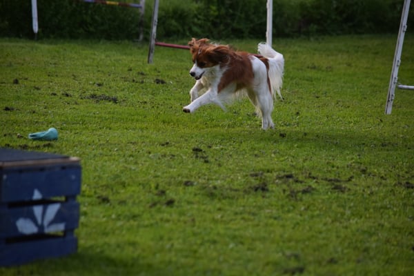Also, das gfallt mer, Sprung, Gegeständ ufneh...