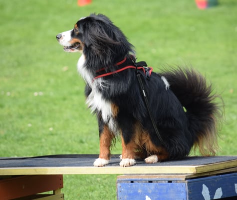 Denn wart i mol, bis die ändlich chunnt!