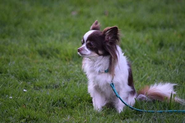 Das gfallt mer - bitz warte...