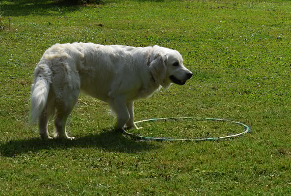 Voran in Hula-Hopp-Reif - gar nid sooo eifach, dä z träffe!!