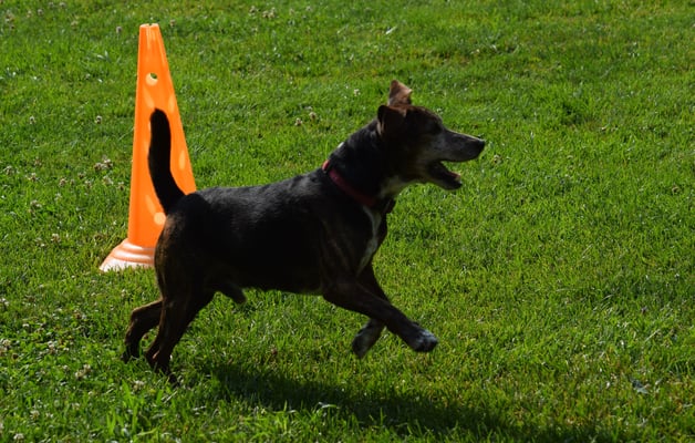 ...Li um s orange Döggeli...