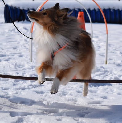 Schwungvoll über d Hürde