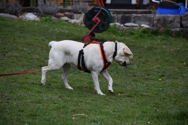 Schnäll frässe und denn zrugg