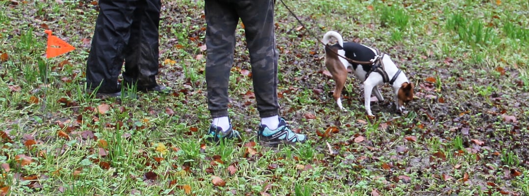 ... und löst die Fährte sehr konzentriert