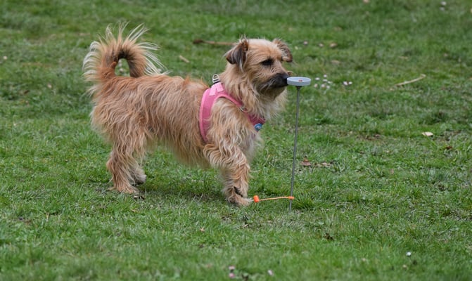 Upps, s Voran isch bitz höch!