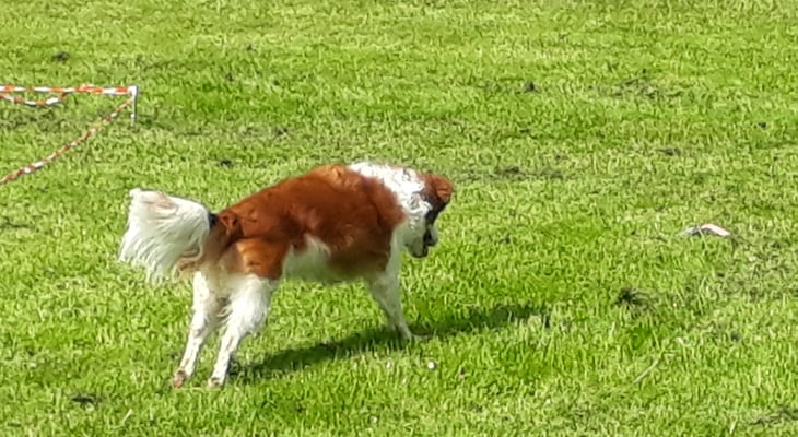 Au do fliege d Ohre!