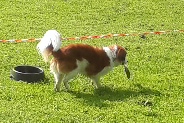 Ah, nei, mi Boudin isch drin - Au guet, bring i dä doch grad zrugg
