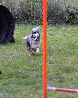 Husch, husch und über...