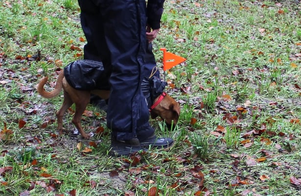 Dr Pluto - trotz Chälti und Nässi ...