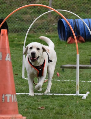 Dure, dure, das macht Spass