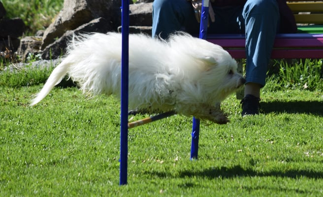 Mit wehendem Haar überä Sprung
