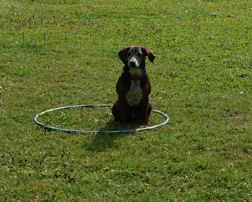 Soooo sött das usgseh!!