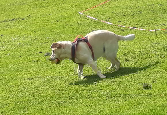 ... Linkds um kehrt und rasch zrugg