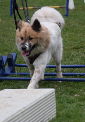 Graziös über d Cavaletti