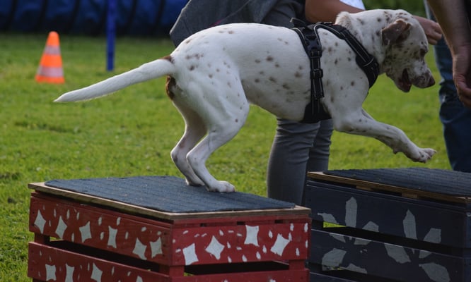 O.k., goht und jetzt au no springe?