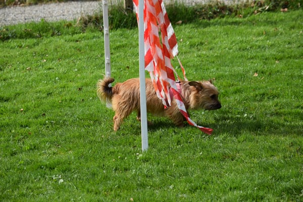 Iiiiiih, die Bändeli chüzele