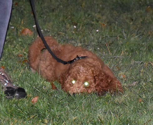 Wenn gohts ändlich los?