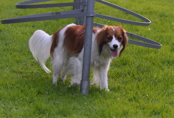 Hihihi - i has fehlerfrei chönne!