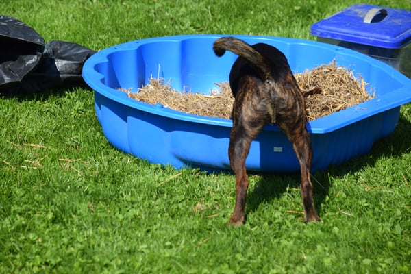 Sueche im Stroh... Gohts nid vo usse?