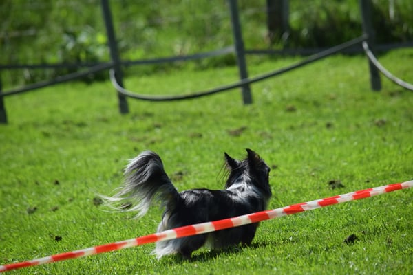 Au i mi wehenden Hoor am Schwanz