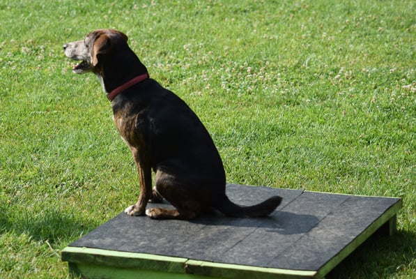 ... Schluss uf dem Podestli